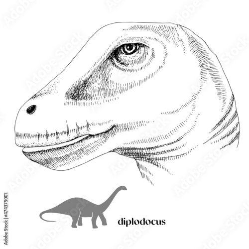 Hand drawn realistic dinosaurus Diplodocus
