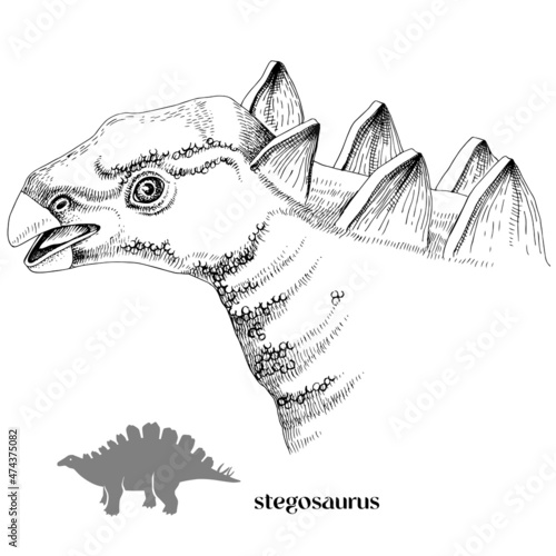 Hand drawn realistic dinosaurus Stegosaurus