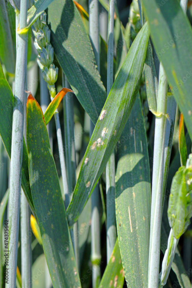 Barley powdery mildew or corn mildew caused by the fungus Blumeria graminis is a significant