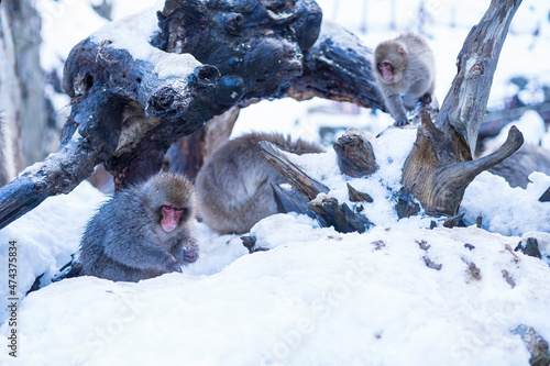 Japaneses snow monkey searching for foods in snow. Monkey onzen, Nagano, Japan. photo
