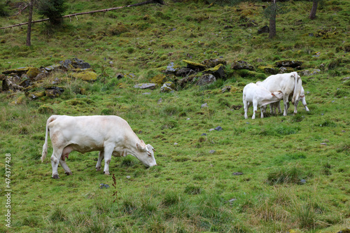 Norwegen - Rinder / Norway - Cattles /.
