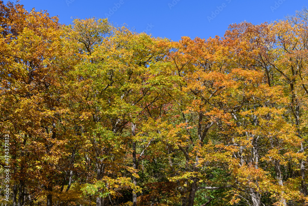 Fototapeta premium ミズナラの紅葉