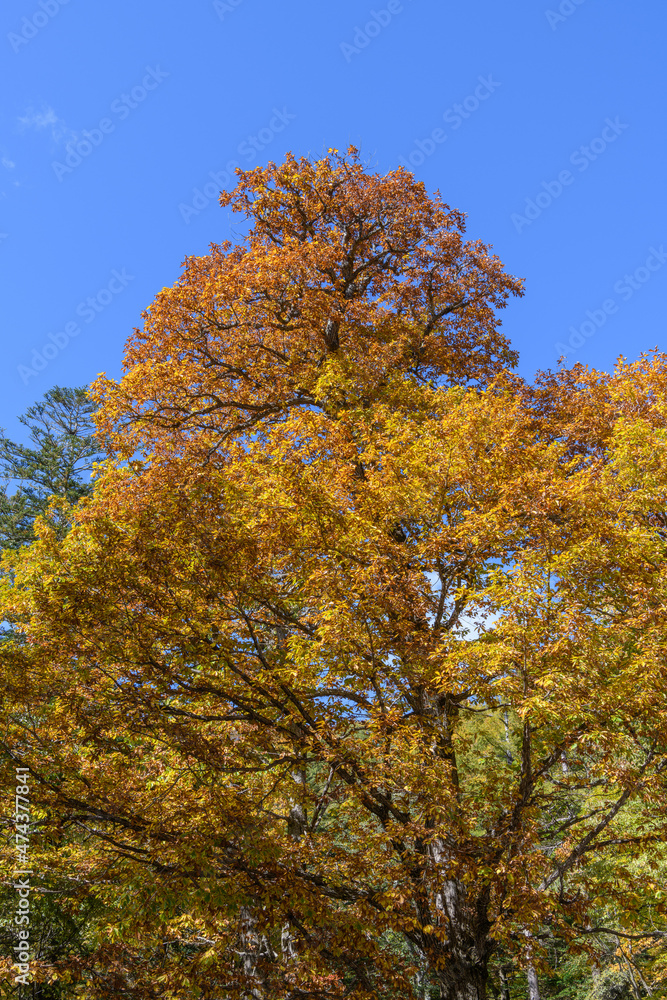 ミズナラの紅葉 ミズナラの紅葉