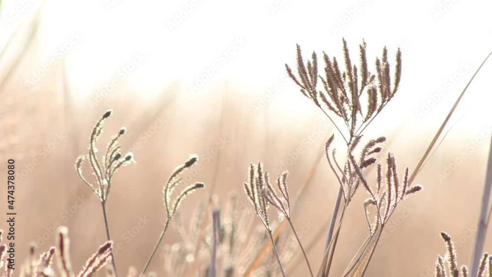 reeds grass in the morning calm 4k relaxing background minimal movement 2 reeds grass in the morning calm 4k relaxing background minimal movement 2