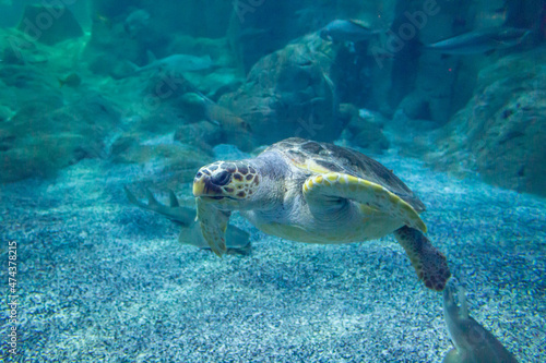 green sea turtle swimming © Владимир Субботин