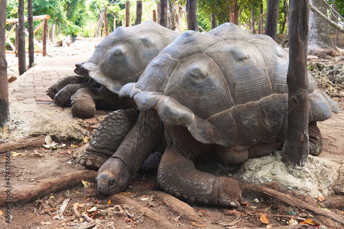 An Aldabra giant tortoise (Aldabrachelys gigantea) moving in the forest, Zanzibar Island, Tanzania. Big turtle