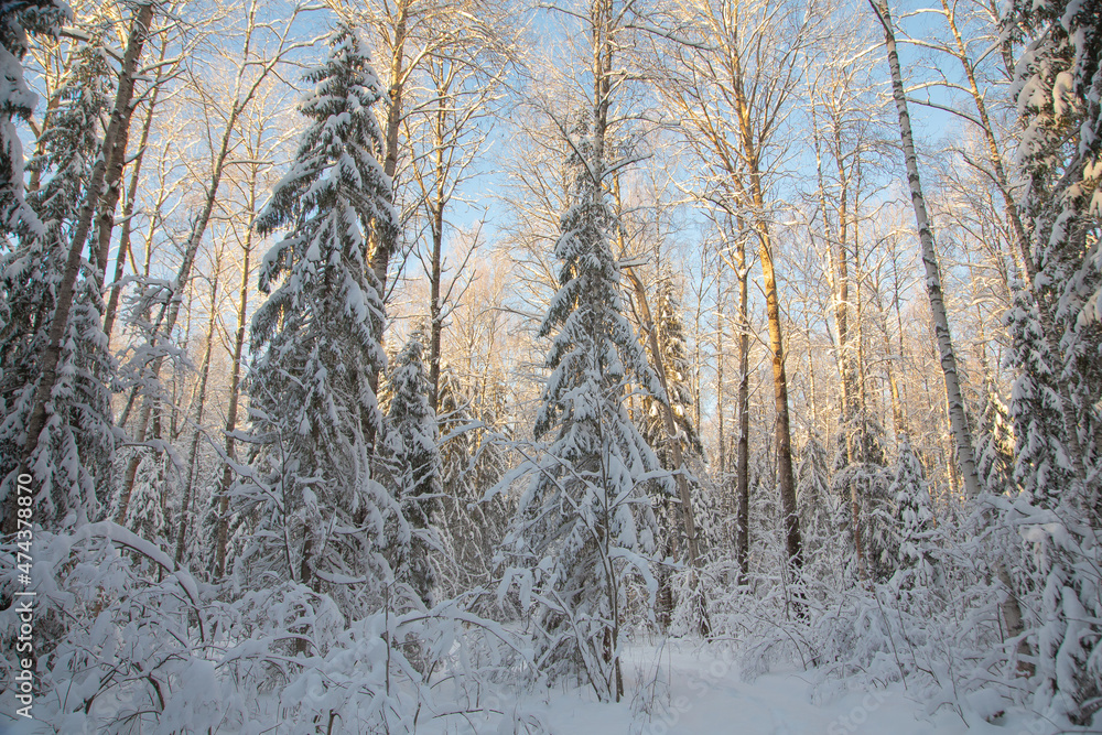 Winter coniferous forest after snowfall, frosty day, landscape Winter coniferous forest after snowfall, frosty day, landscape