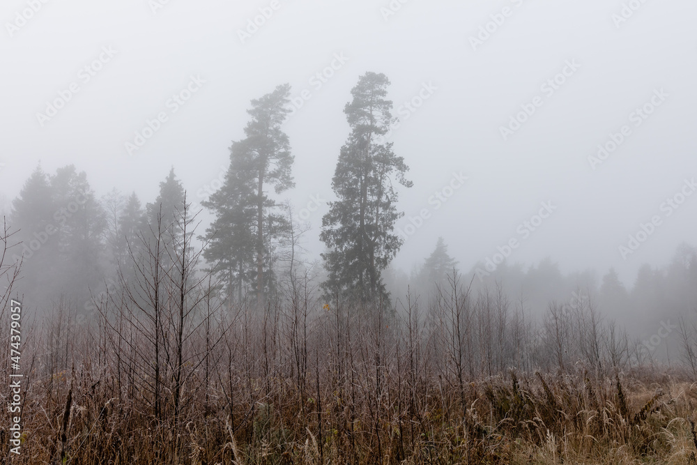 misty morning in the forest misty morning in the forest