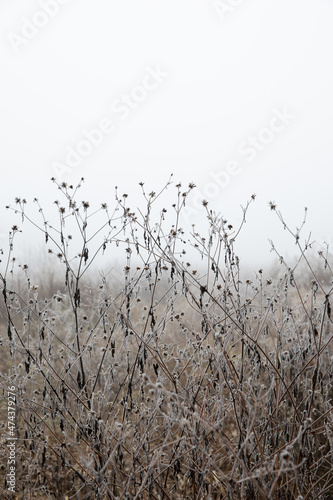 frozen grass in the foggy field © Александр Степанов