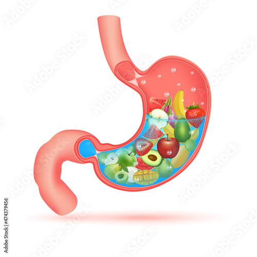 Best foods for digestive system, Strong healthy stomach character. X Ray showing fruit and vegetable inside human stomach. Medical and healthcare food eating concept. 3D Vector illustration.