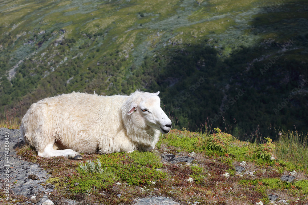 Fototapeta premium Schaf in Aurlandsvegen / Sheep at Aurlandsvegen / Ovis