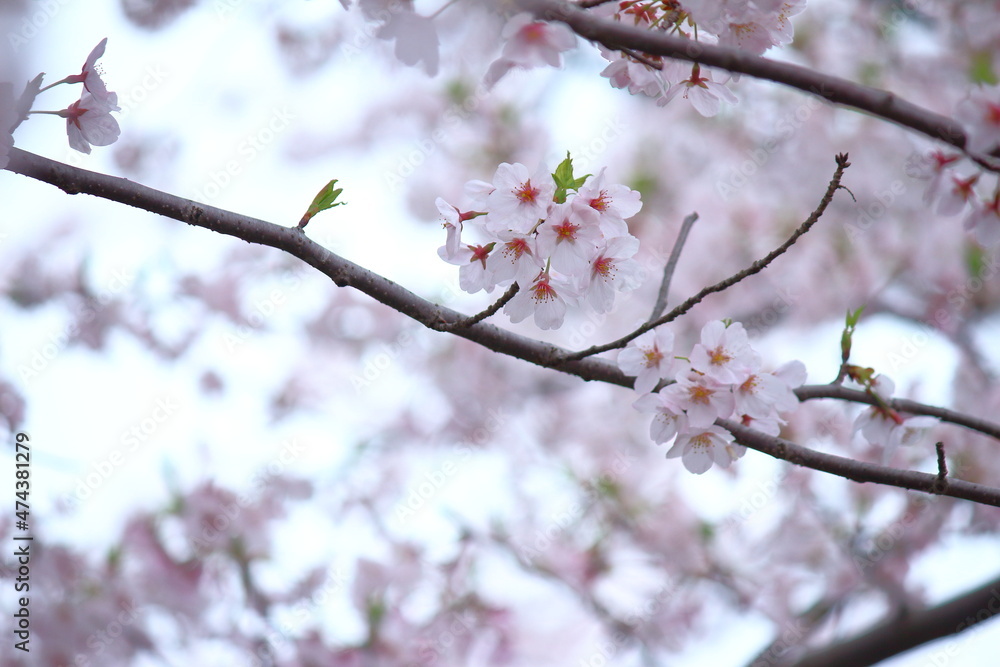 桜