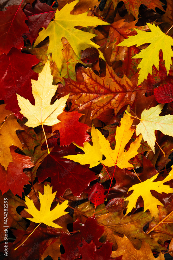 autumn bright fallen leaves of red, yellow color, season, beautiful background, vertical format autumn bright fallen leaves of red, yellow color, season, beautiful background, vertical format