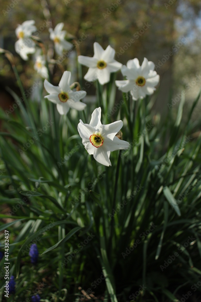 Obraz premium daffodils in a garden