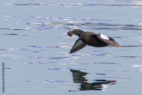 Black Guillemot in flight over water with fish in mouth