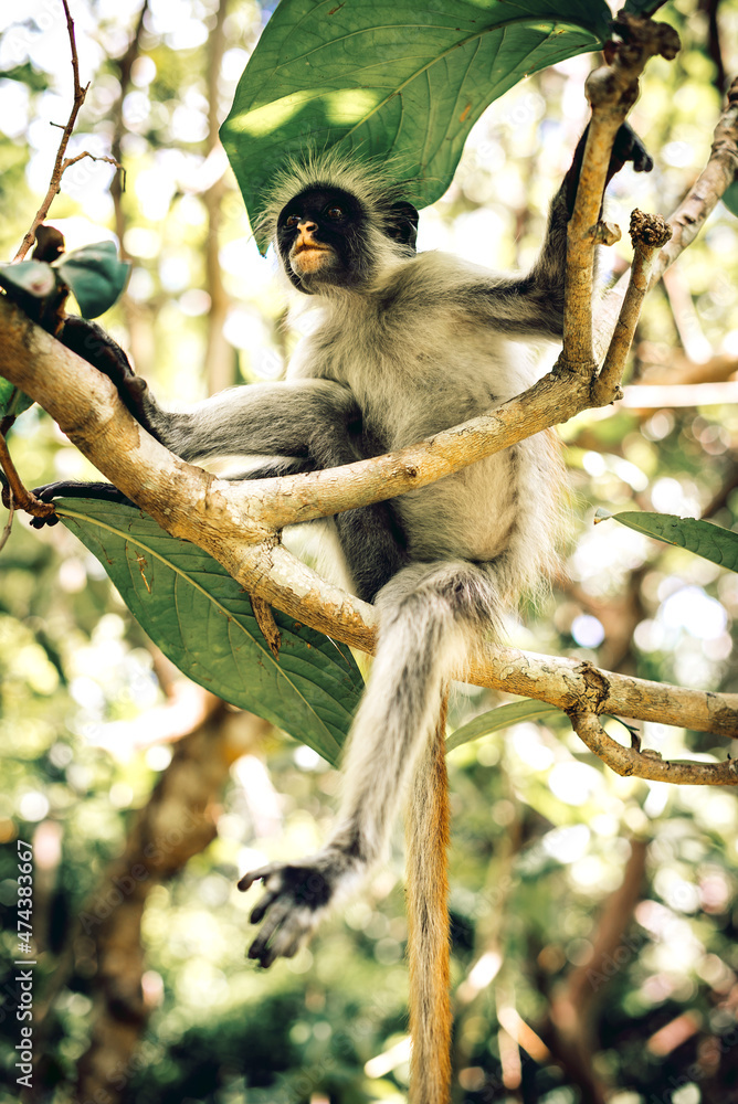 Fototapeta premium Red Colobus Monkey in Zanzibar Jozani forest, Tanzania