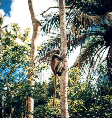 Red Colobus Monkey in Zanzibar Jozani forest, Tanzania photo