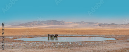Amazing african elephants concept - African elephants standing near lake in Etosha National Park, Namibia
