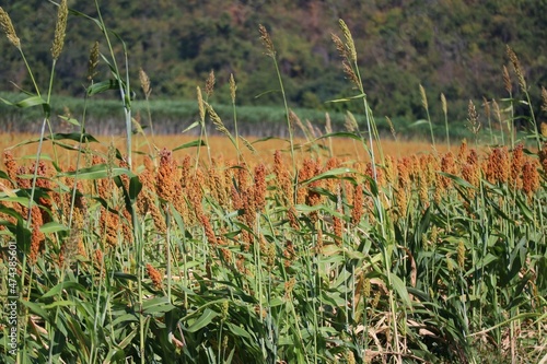 Landscape sorghum ranch is an important forage in the United States and Australia. Can be cooked either by boiling it for making porridge or baking bread or brewing beer. Selectable focus