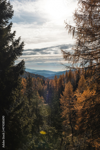 Autumn forest in Asiago plateau in Italy