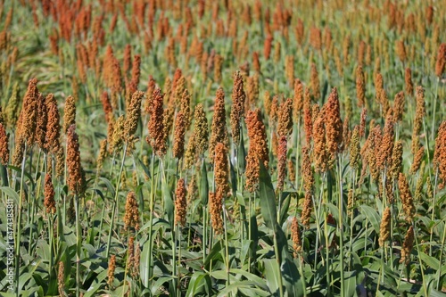 Landscape sorghum ranch is an important forage in the United States and Australia. Can be cooked either by boiling it for making porridge or baking bread or brewing beer. Selectable focus