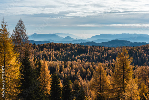 Bild auf Leinwand Autumn forest in Asiago plateau in Italy