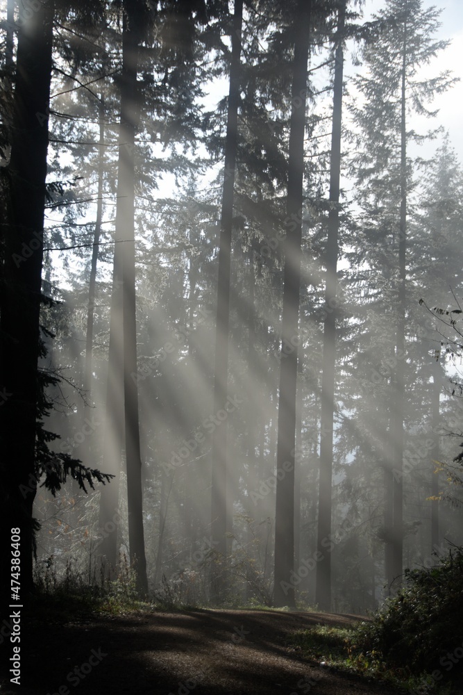 Fototapeta premium morning in the forest