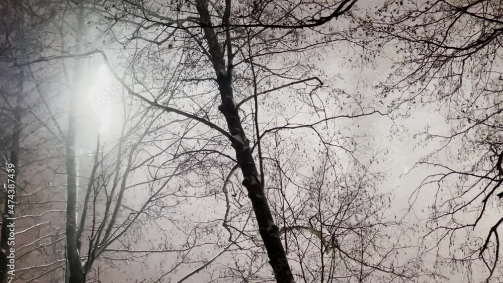 Snow storm in the night park, snow illuminated by the street lighting of the park, black tree branches Snow storm in the night park, snow illuminated by the street lighting of the park, black tree branches
