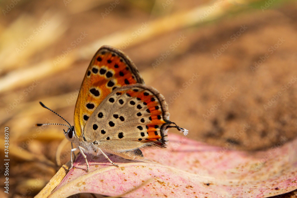 Sooty copper butterfly on a pink leaf horizontal Sooty copper butterfly on a pink leaf horizontal