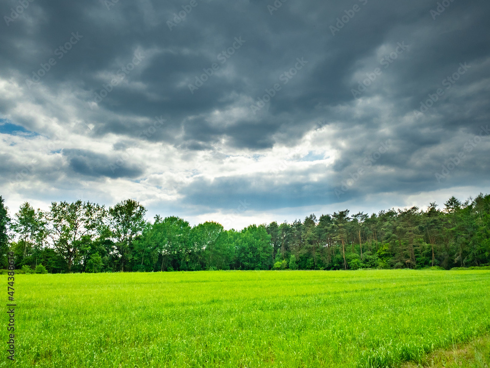 green field and sky