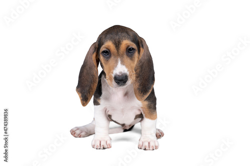 French basset artesien normand puppy sitting and seen from the front isolated on a white background © Leoniek