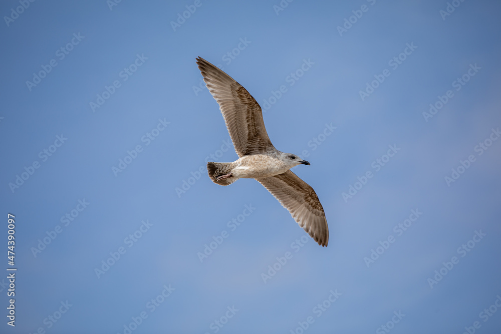 Seagull in flight against a blue sky Seagull in flight against a blue sky