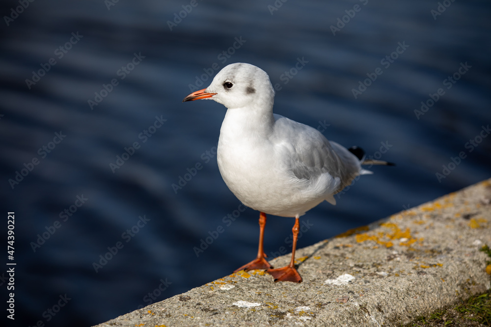 Seagull standing on the shore, with water in the background Seagull standing on the shore, with water in the background