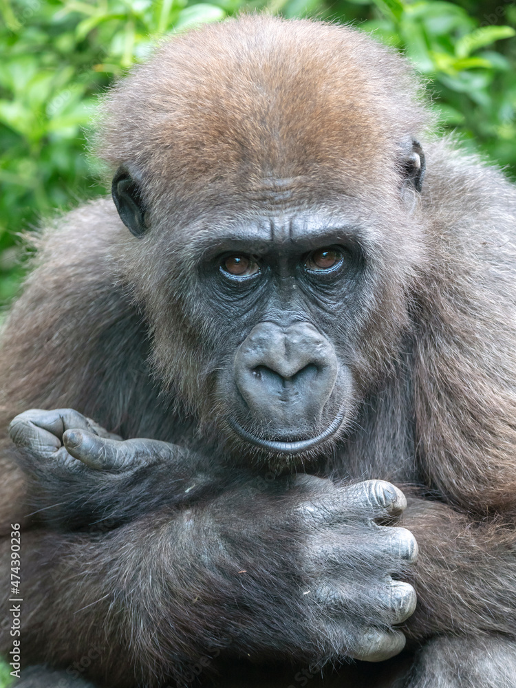 close up portrait of Western Lowland Gorilla at habitat