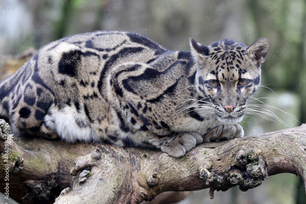 Fototapeta premium close up of a clouded leopard (Neofelis nebulosa) in habitat