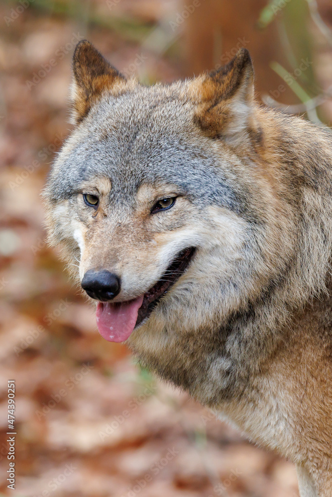 close up portrait of a grey wolf (Canis lupus) at habitat