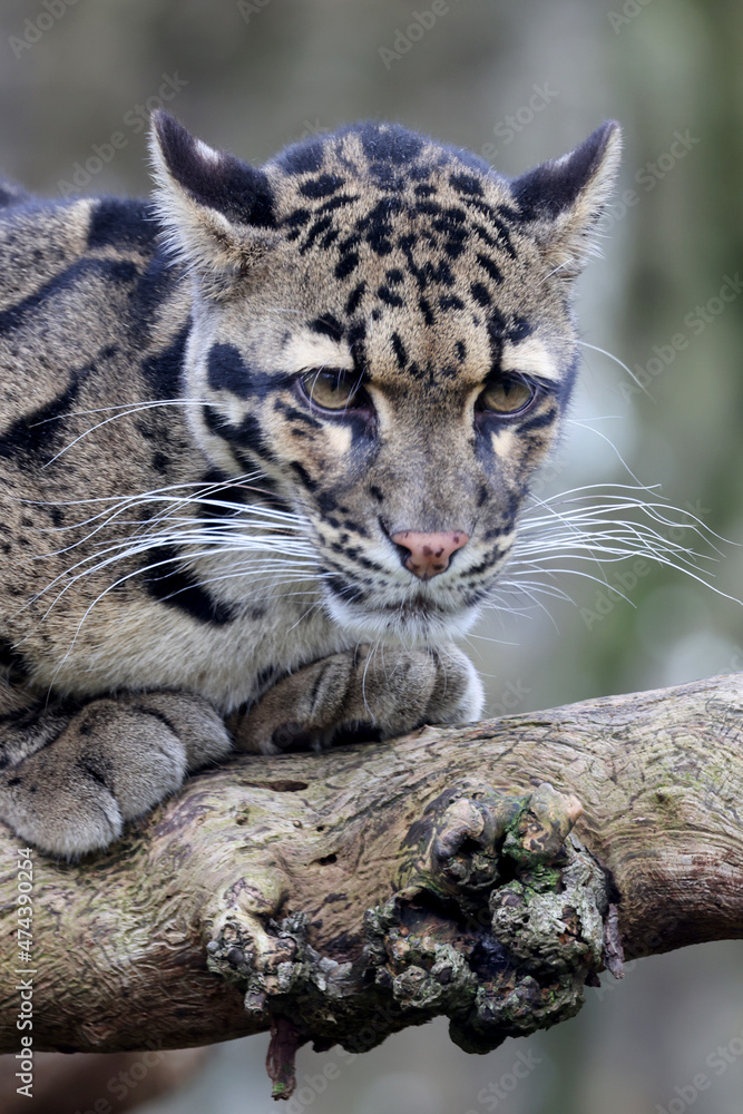 Obraz premium close up of a clouded leopard (Neofelis nebulosa) in habitat
