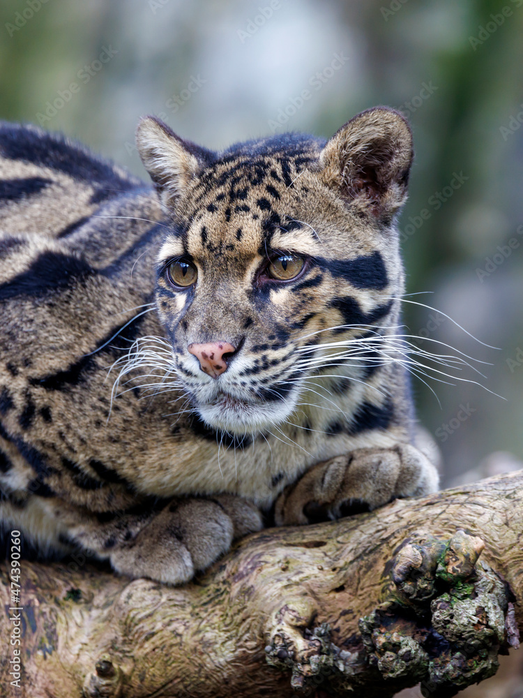 Obraz premium close up of a clouded leopard (Neofelis nebulosa) in habitat