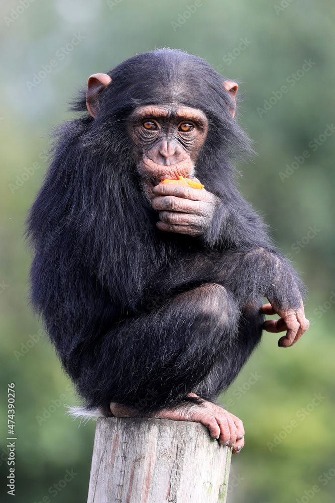 close up shot of chimpanzee (Pan troglodytes) in habitat