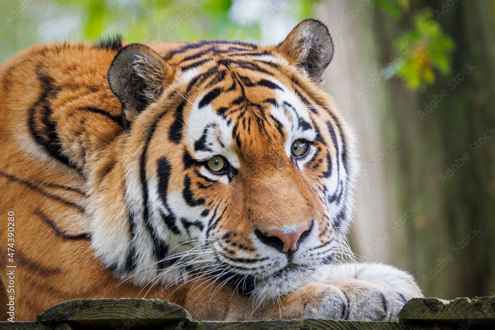Obraz premium close up portrait of a Siberian tiger (Panthera tigris altaica) at habitat