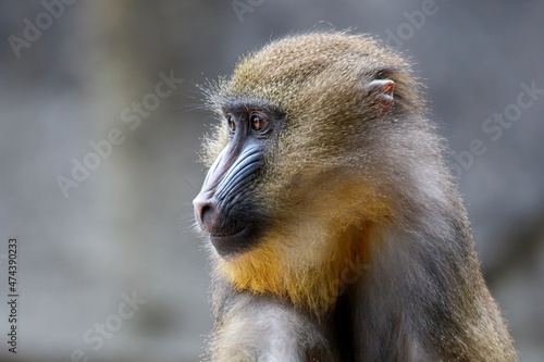 close up portrait of a mandrill monkey at habitat