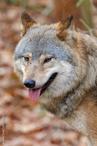 close up portrait of a grey wolf (Canis lupus) at habitat