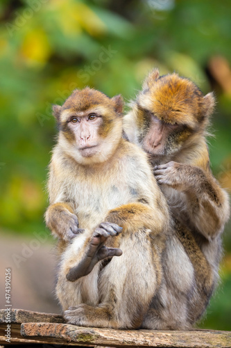 close up portrait of Barbary macaque monkeys (Macaca sylvanus) at habitat © Edwin Butter