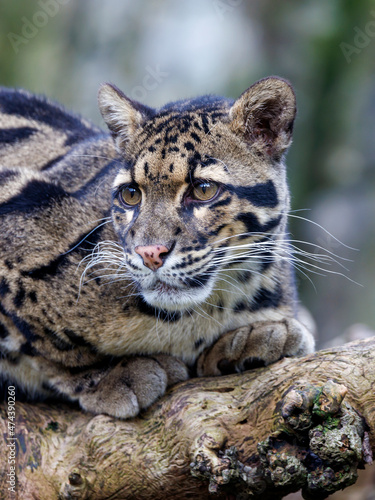 close up of a clouded leopard (Neofelis nebulosa) in habitat photo