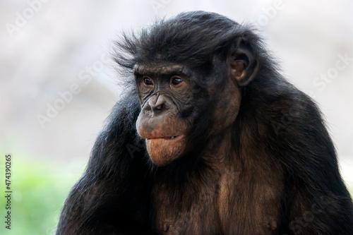 close up portrait of a bonobo at habitat