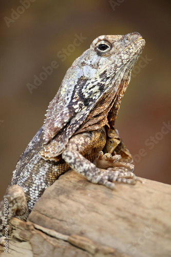 close up of a frilled lizard (Chlamydosaurus kingii) at habitat © Edwin Butter