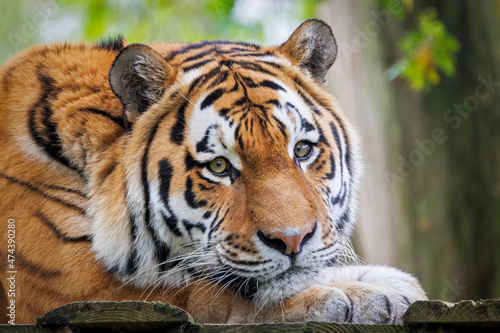 close up portrait of a Siberian tiger (Panthera tigris altaica) at habitat