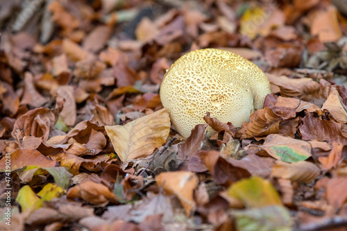 close up of Lycoperdaceae growing in forest photo