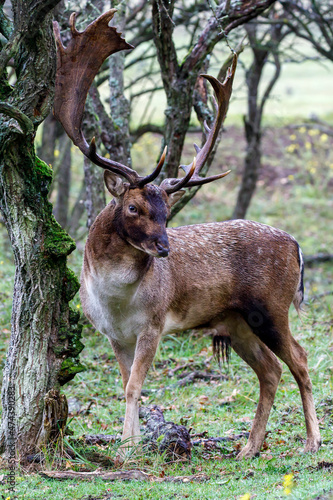 Fototapeta Naklejka Na Ścianę i Meble -  An European fallow deer in natural habitat