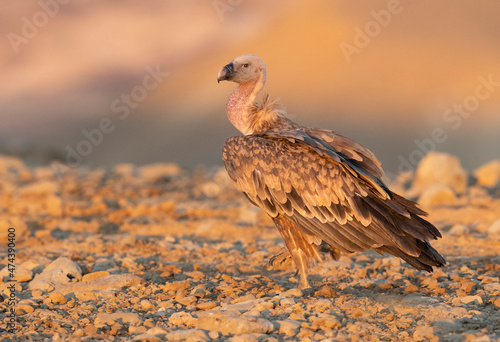 Griffon Vulture at sunrise